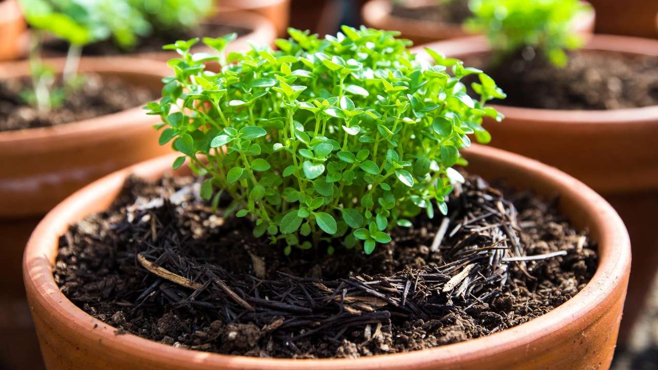 Top-dressing a potted plant with finished compost layer for slow nutrient release and mulch benefits