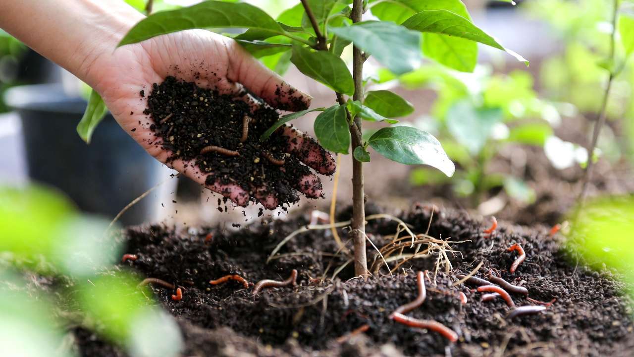 Applying high-quality worm castings from well-managed bin as fertilizer to boost plant and tree health