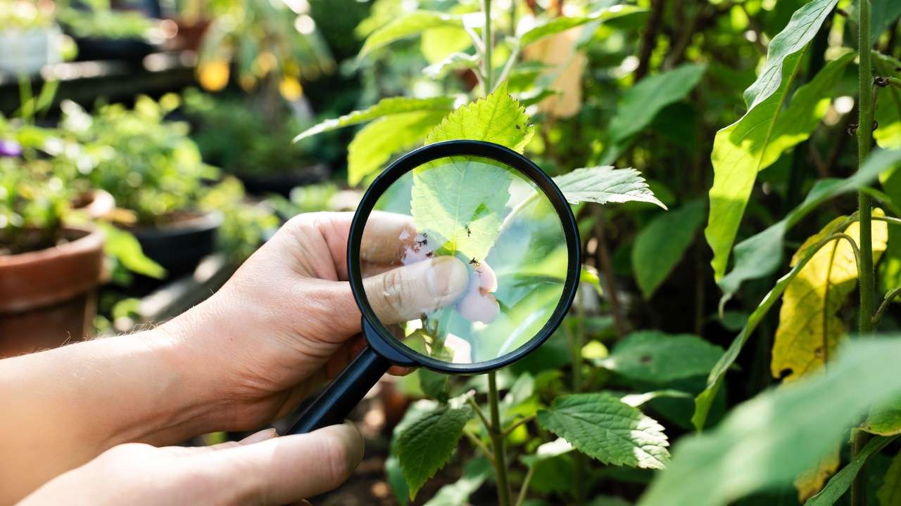 Using a magnifying glass to inspect plant leaves for spider mites and predatory mites.