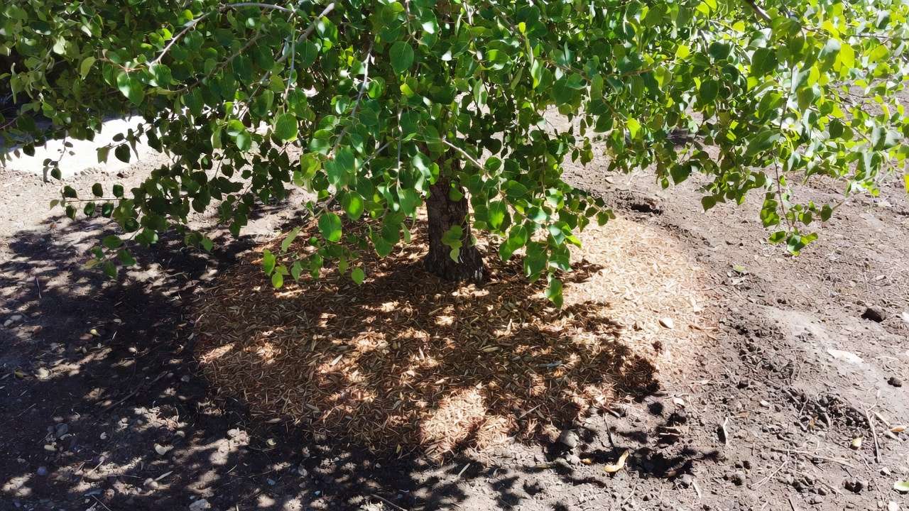 Proper wood chip mulch applied around tree base for moisture retention during drought, no volcano piling