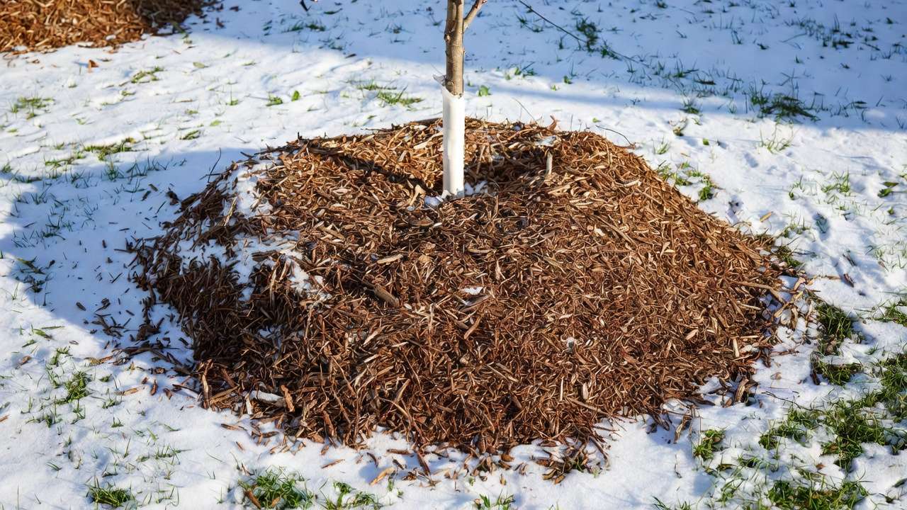 Correct mulching technique for young tree in winter showing donut-shaped mulch layer kept away from wrapped trunk