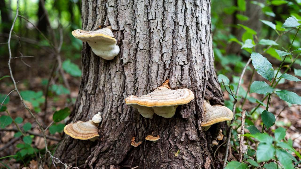 Fungal conks at tree base indicating root rot or decay – common red flag in annual inspections