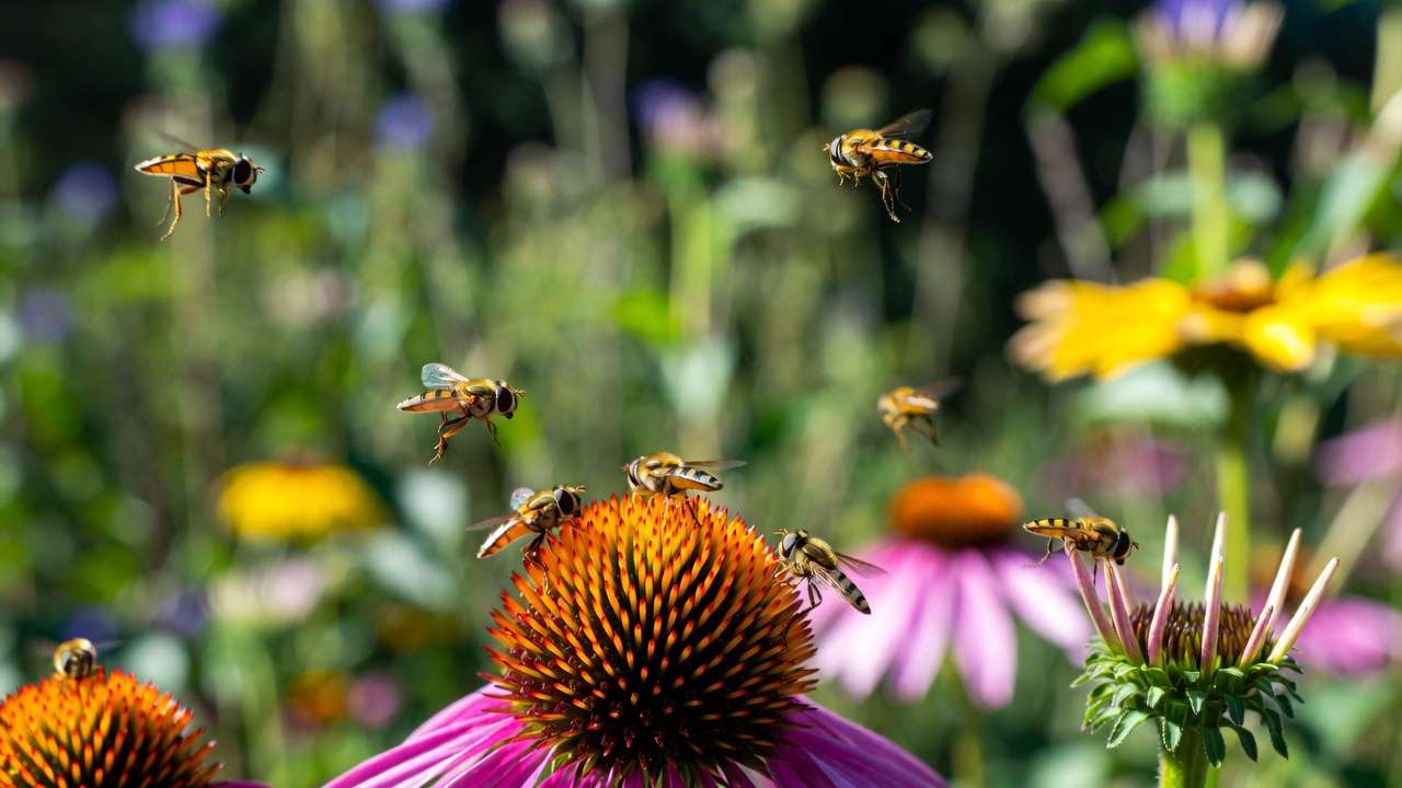 Hoverflies feeding on echinacea and rudbeckia native flowers for eco-friendly garden attraction.