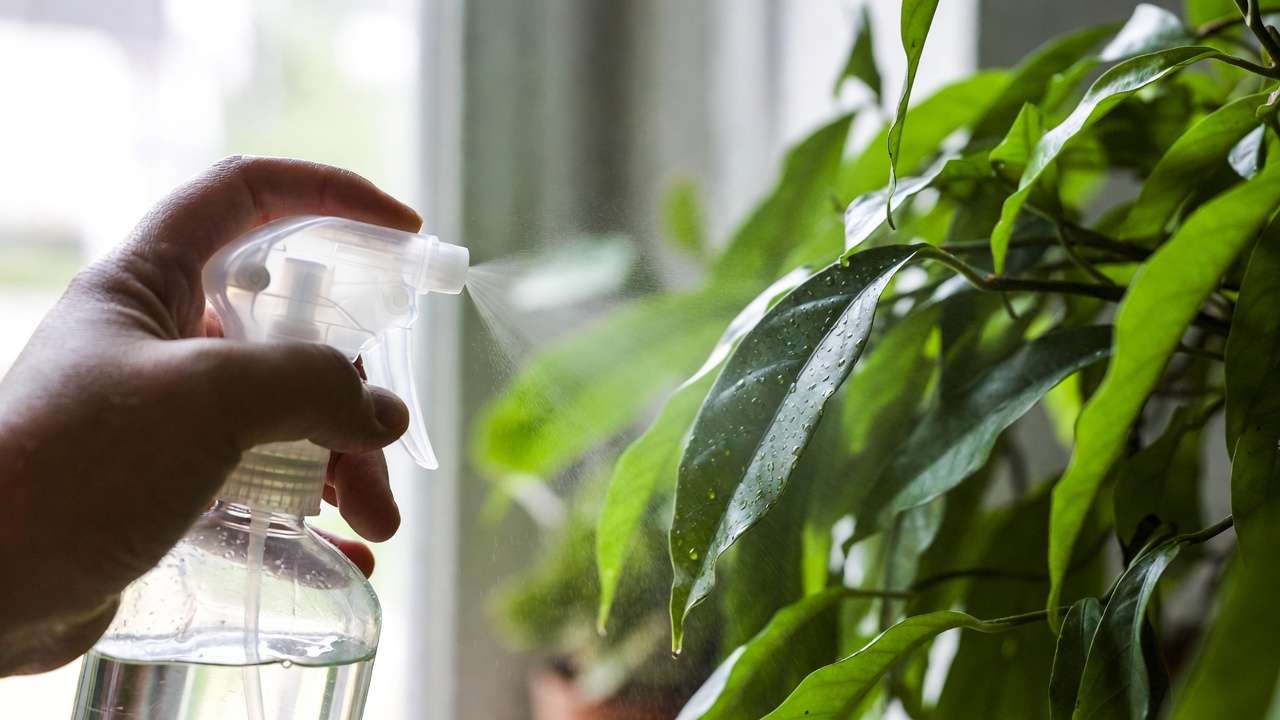 Spraying neem oil on houseplant leaves as natural treatment for leaf spot diseases