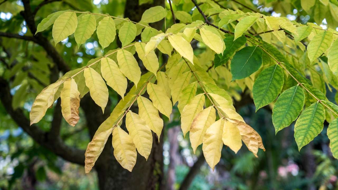 Older tree leaves showing uniform yellowing from nitrogen deficiency with healthy green contrast