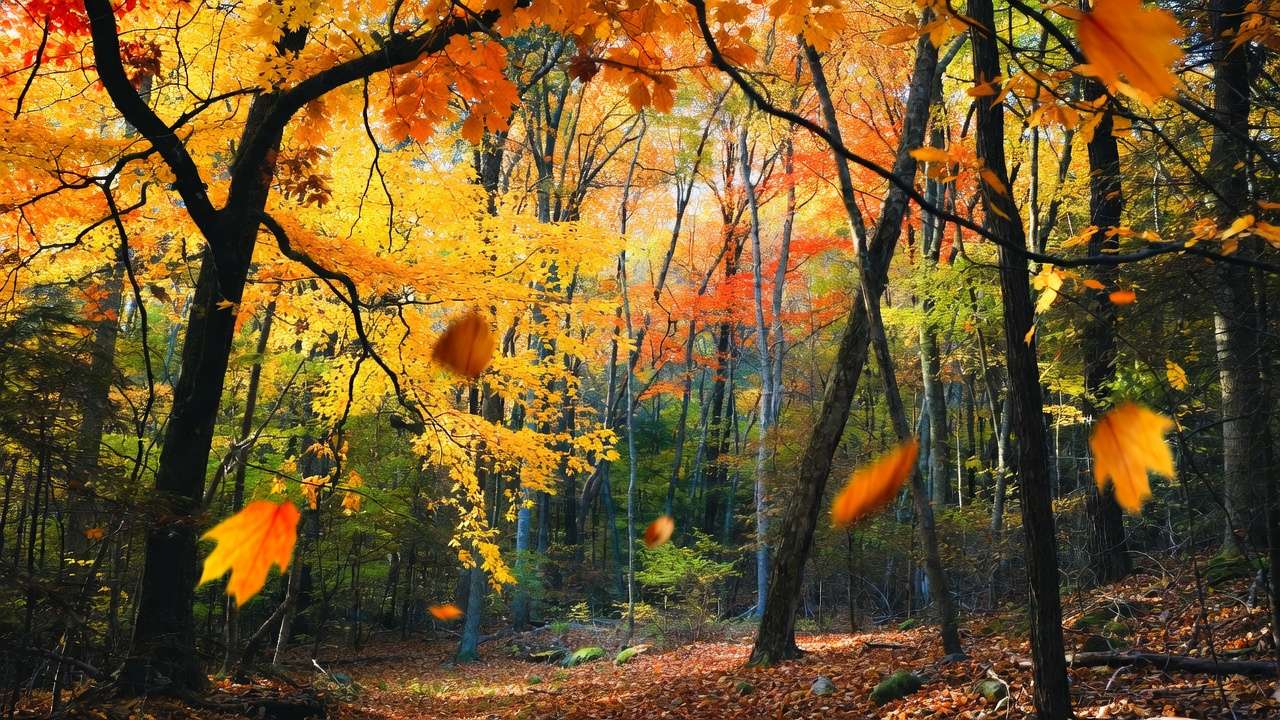 Vibrant fall foliage on maple and oak trees with leaves naturally dropping in autumn forest