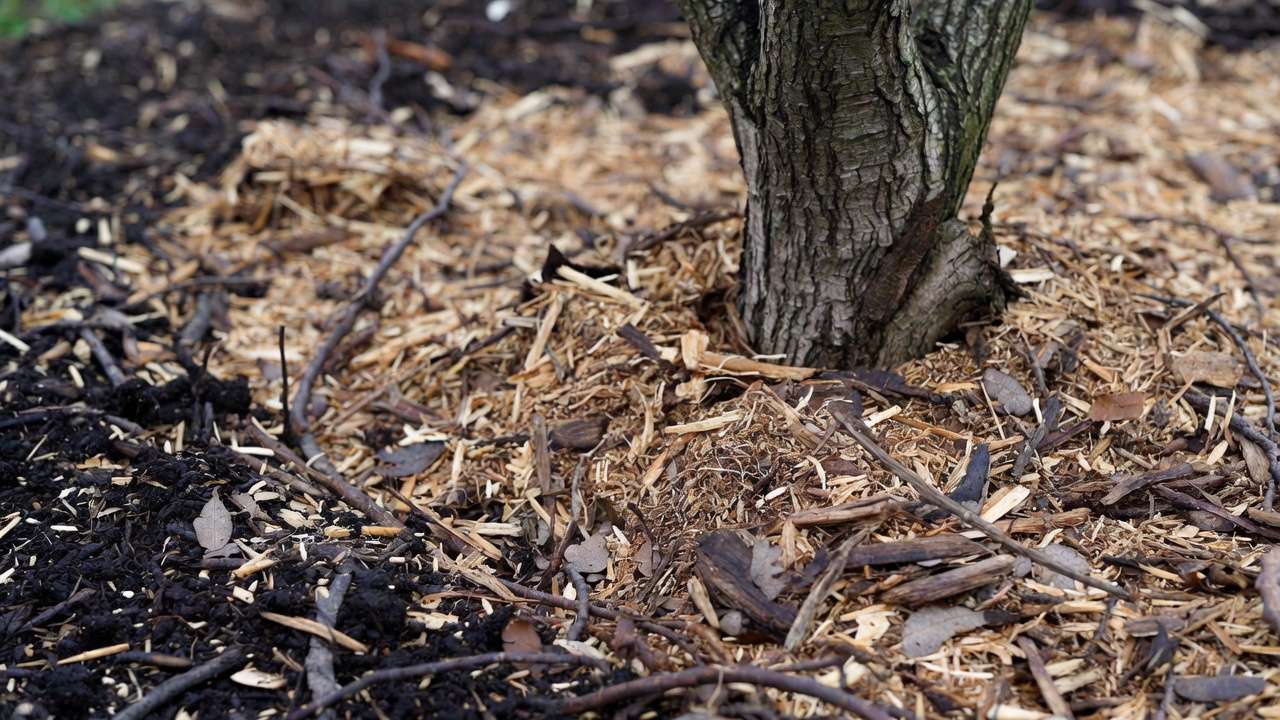 Organic compost and mulch applied around base of deciduous tree for sustainable care
