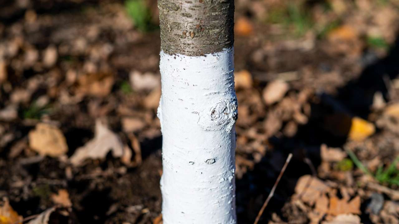 Tree trunk coated with white latex paint for sunscald protection in an orchard settin