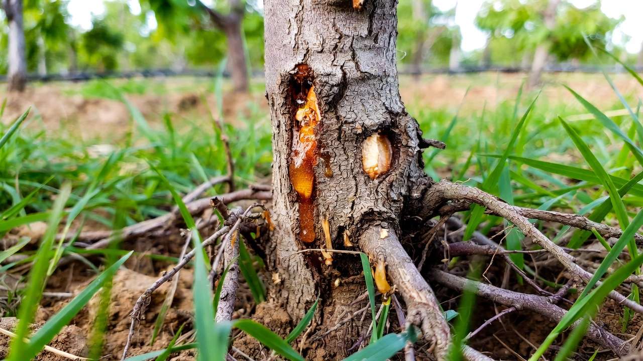 Peach tree borer damage at trunk base with gummosis sap and frass in orchard setting