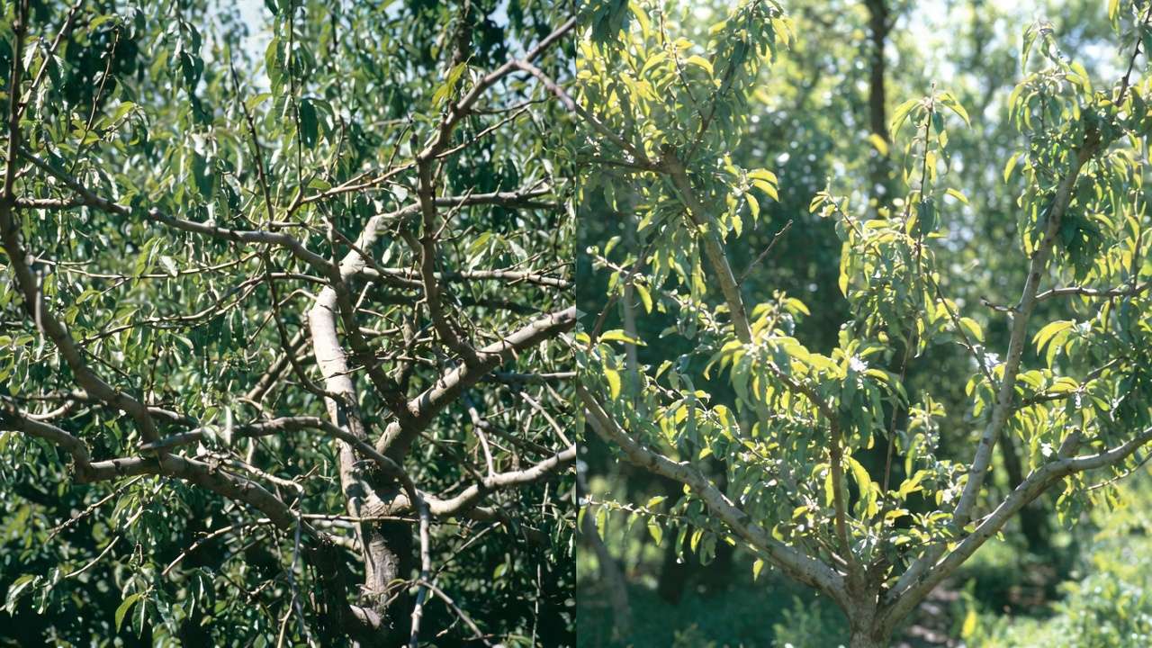 Before and after open center vase pruning on peach tree showing improved structure for pest resistance