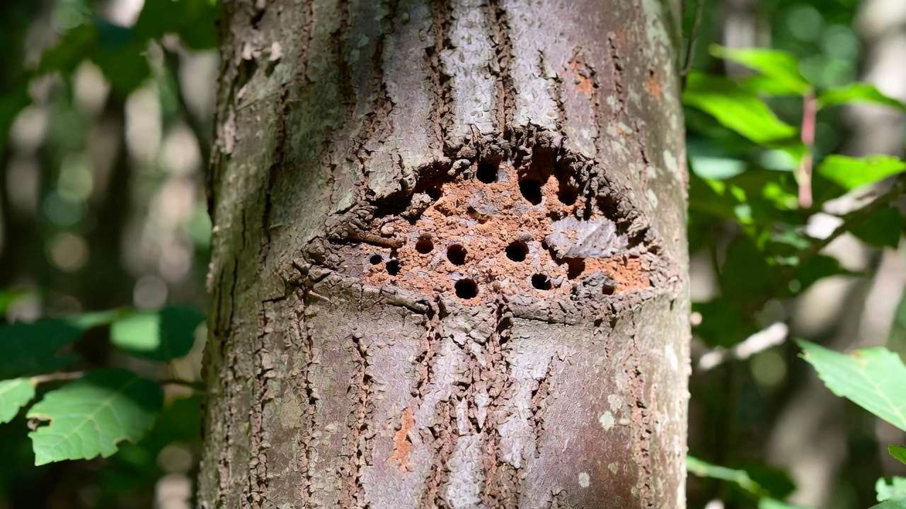Close-up of tree bark showing small round exit holes and reddish frass from bark beetle infestation