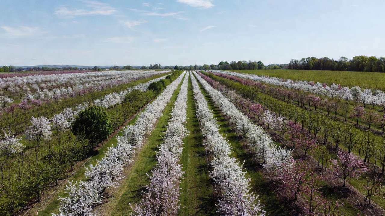 Orchard planting layout with pollinizer trees for effective cross-pollination