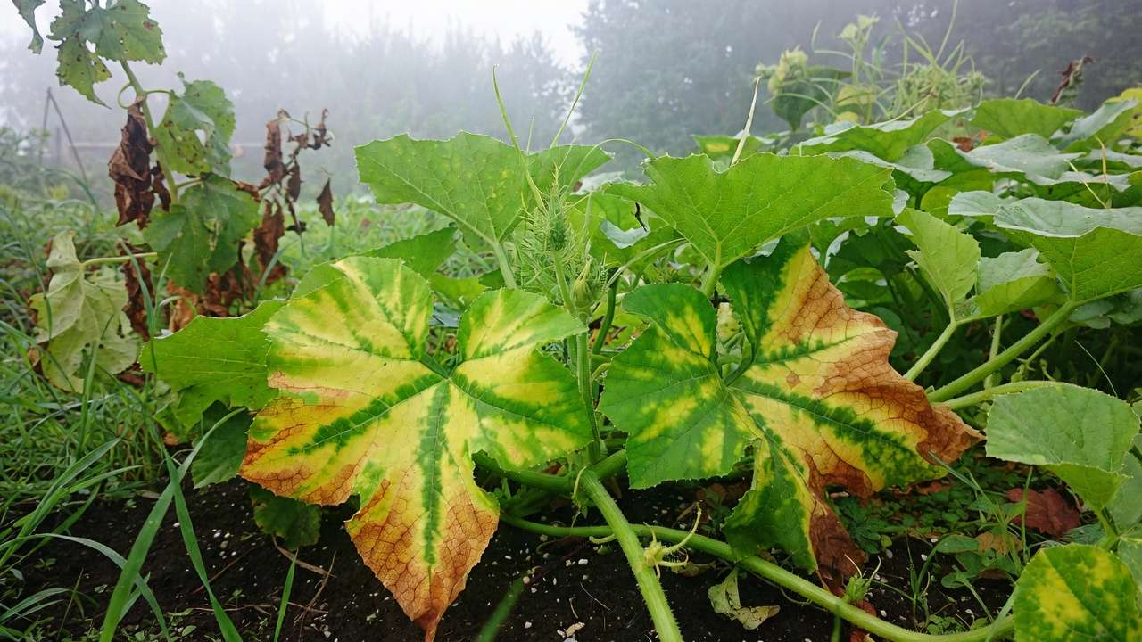 Cucumber plants in garden displaying widespread angular yellow lesions from downy mildew on leaves.