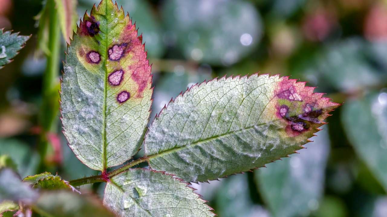 Rose leaf showing purplish oily spots and gray fuzzy underside from downy mildew infection.