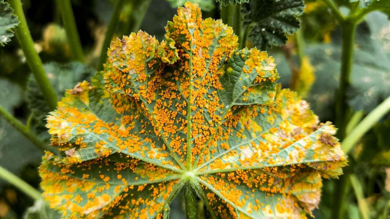 Hollyhock leaf showing severe orange rust fungus pustules on underside