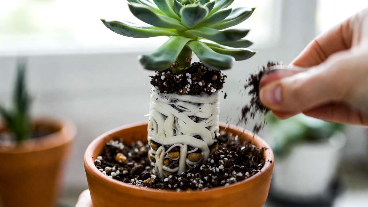 Repotting succulent into terracotta pot with quick-draining gritty soil and pebble drainage layer