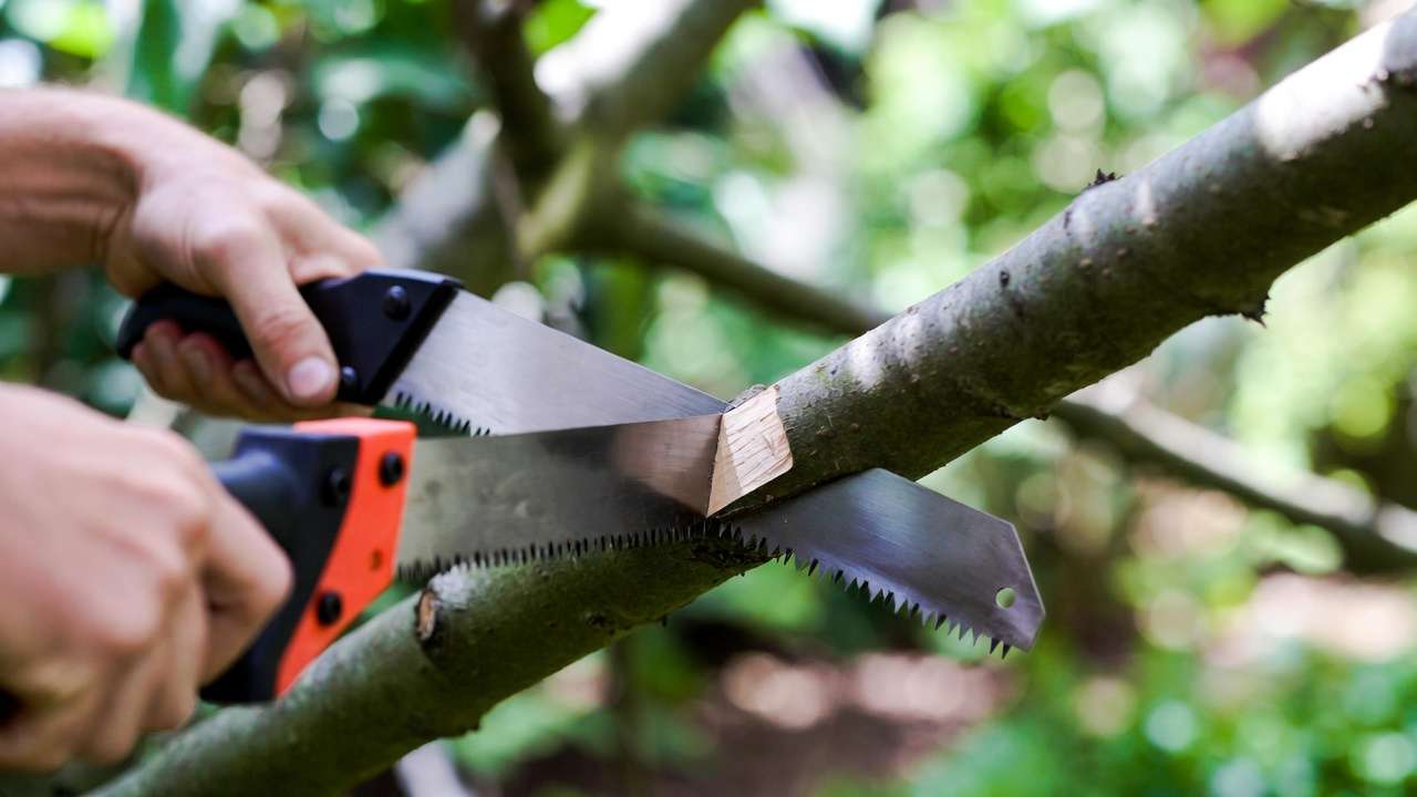 Precise clean cut on tree branch using hand pruning saw showing branch collar