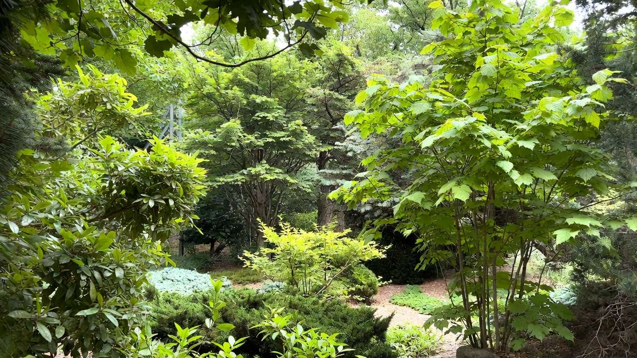 Healthy thriving landscape with disease-resistant trees and shrubs after implementing Phytophthora root rot prevention methods