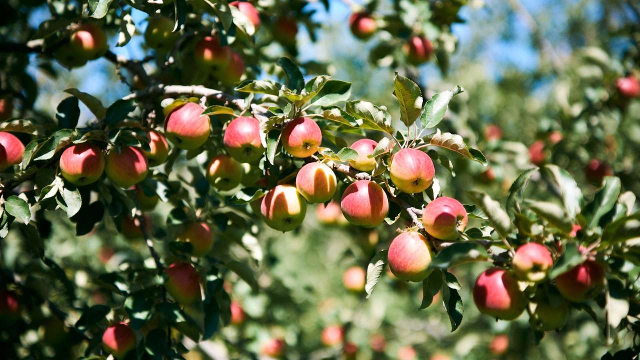 Abundant large ripe apples on thinned branch showcasing results of proper fruit thinning timing