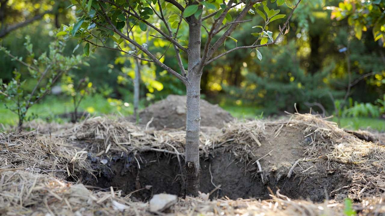 Properly planted tree with exposed root flare above soil level to avoid Phytophthora crown rot