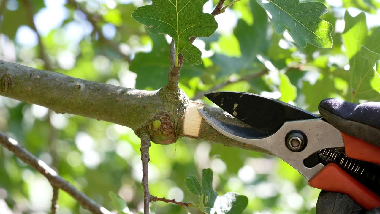 Close-up of correct pruning cut just outside the branch collar on a tree