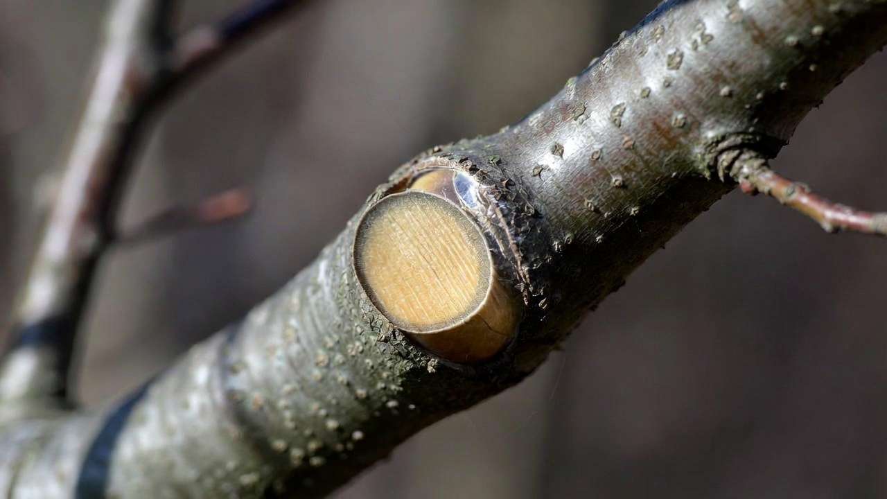 Close-up of correct branch collar pruning cut for safe tree canopy thinning