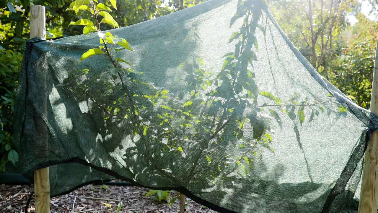 oung tree protected by shade cloth during hardening off to prevent sunburn in outdoor transition
