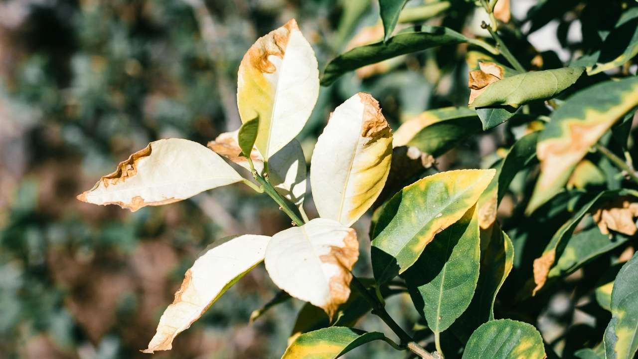 Sunburn damage on citrus tree leaves showing bleached patches and brown crispy edges during outdoor transition