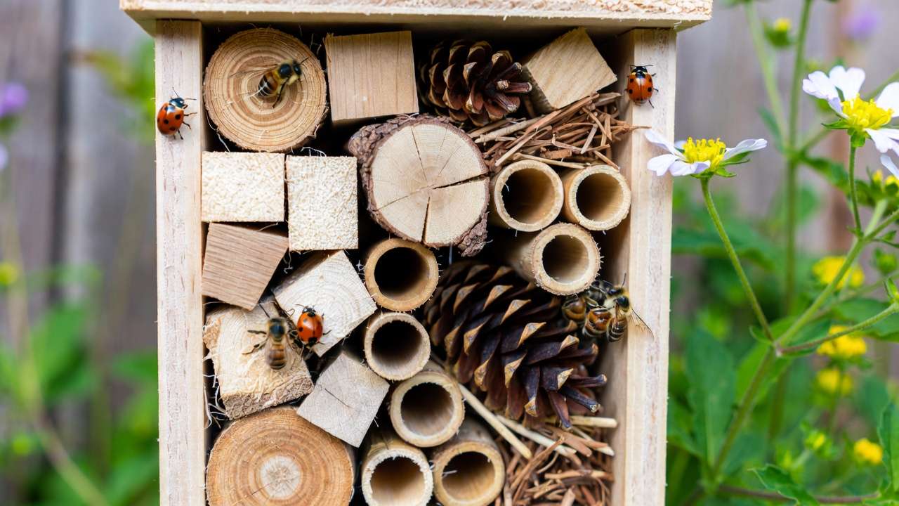 Provide Shelter and Nesting Sit