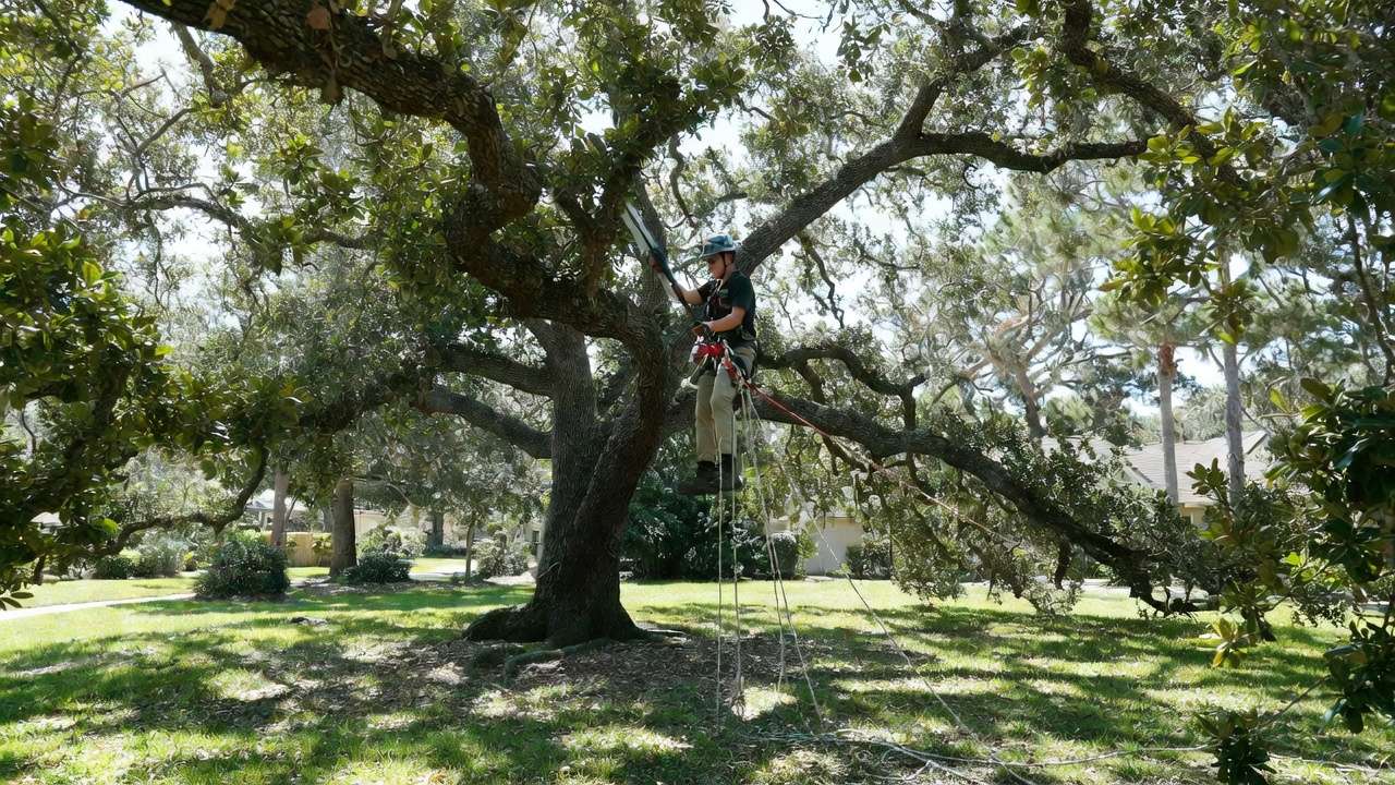 Arborist professionally pruning oak tree branches to prepare for hurricane season and improve wind resistance.