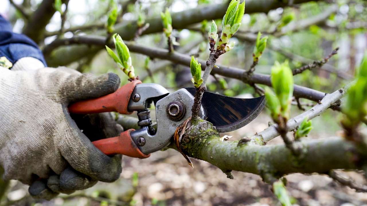 Close-up of proper tree branch pruning cut at branch collar in spring