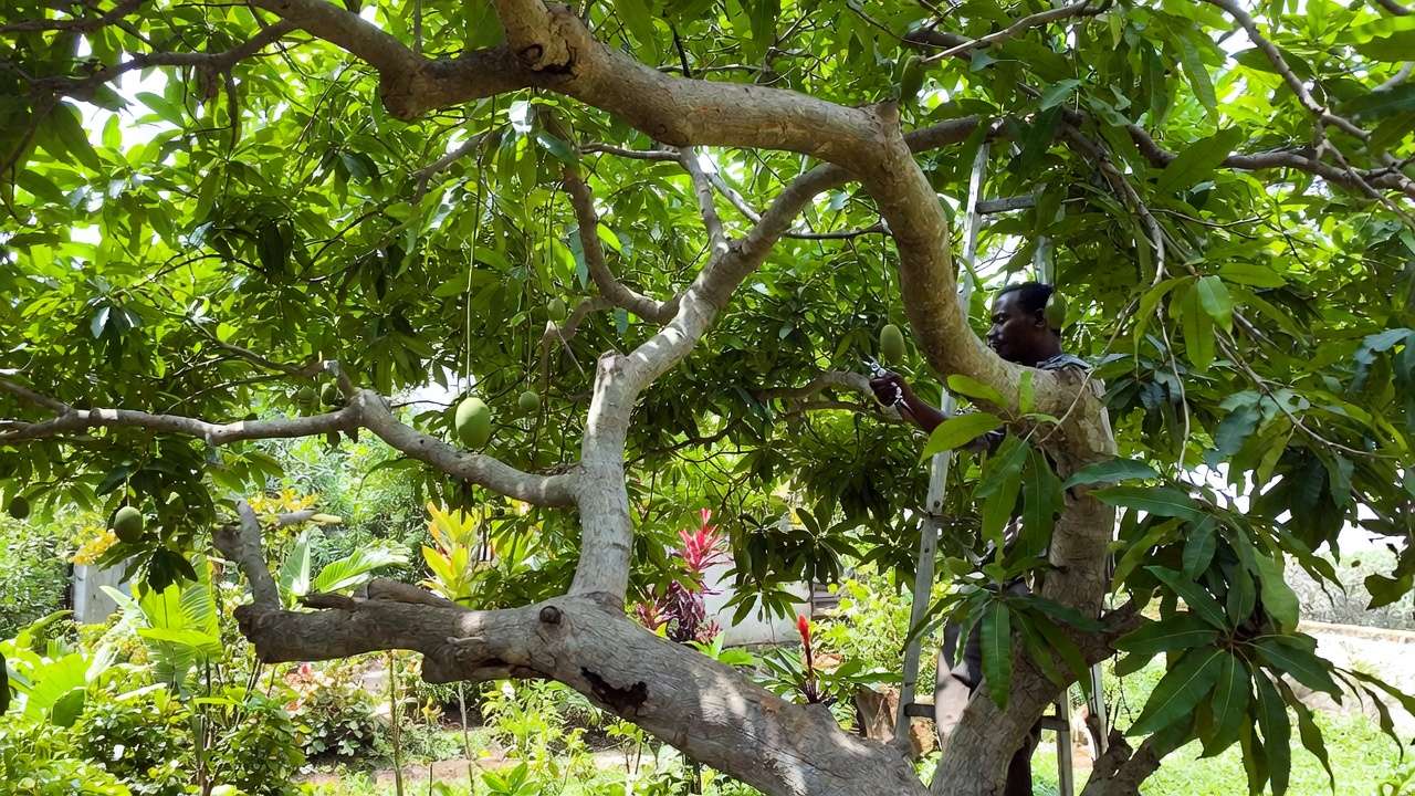 Post-harvest light pruning of mango tree in tropical garden setting