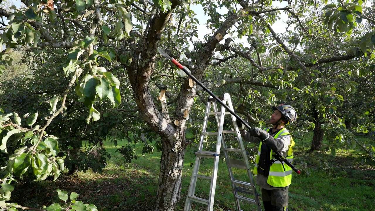 Old overgrown apple tree undergoing first-year renovation pruning