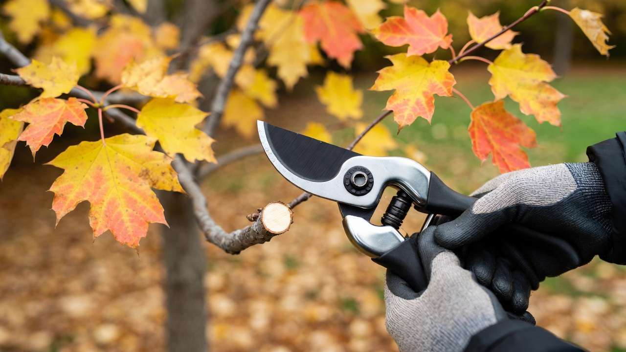 Proper fall tree pruning technique showing clean cut on branch collar