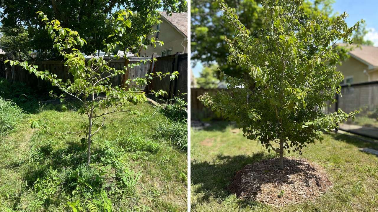 Before and after mulch ring transformation showing stunted tree in grass vs thriving tree with wide mulch bed