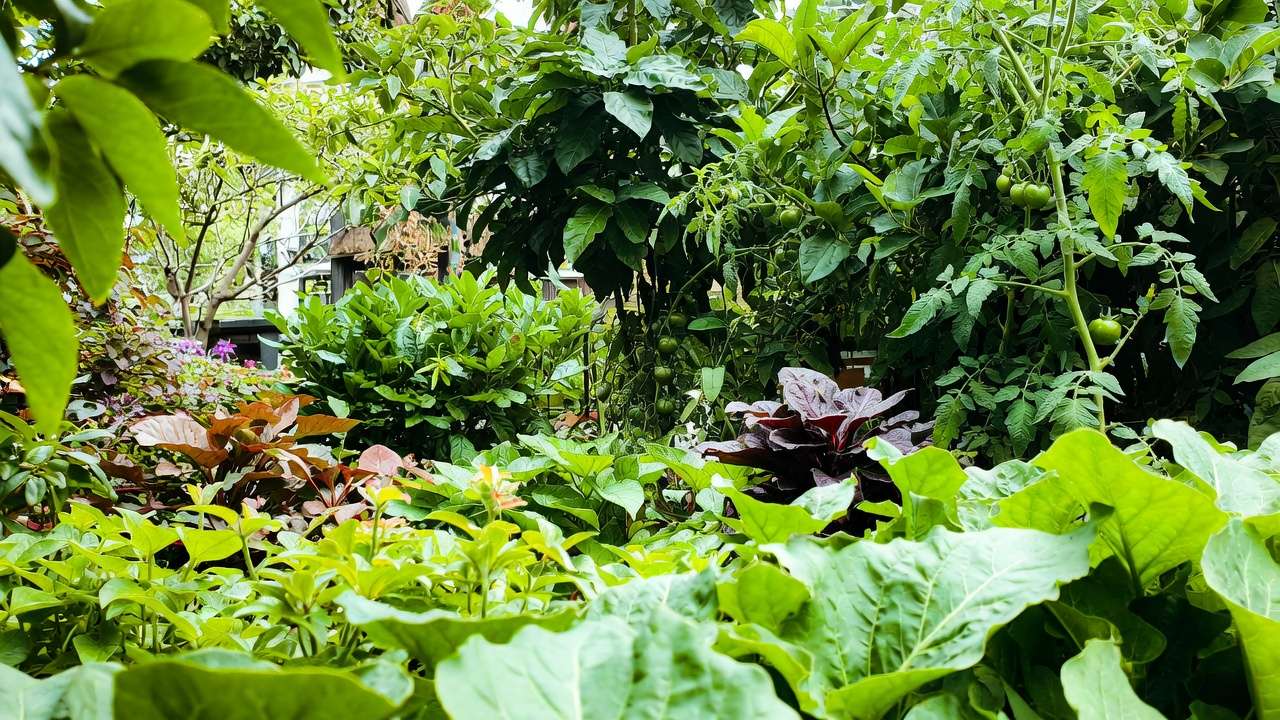 Healthy recovered plants and garden after successful natural spider mite control with predatory mites.