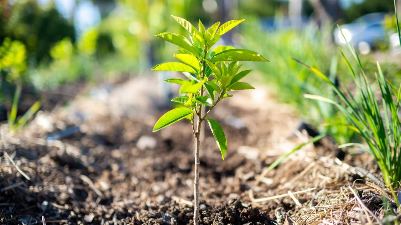 Healthy young fruit tree planted with water-retentive soil blend and mulch for better moisture retention.
