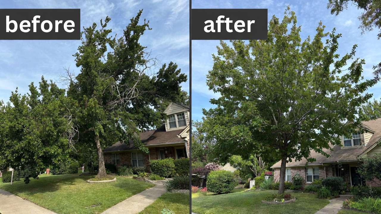 Before and after professional tree trimming showing improved shape and clearance