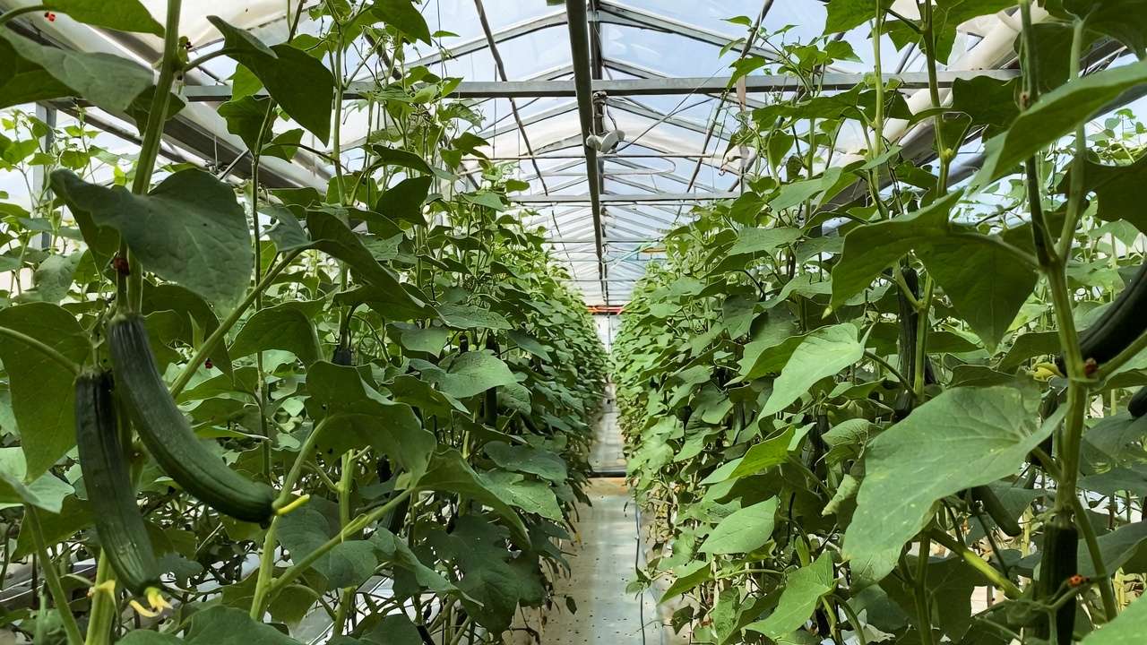 Healthy, pest-free greenhouse crops after successful management of beneficial insects and biological control