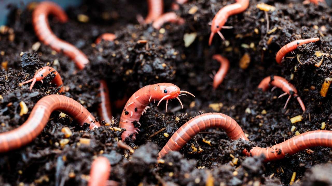 Close-up of red wiggler worms in nutrient-rich vermicompost soil for effective home composting