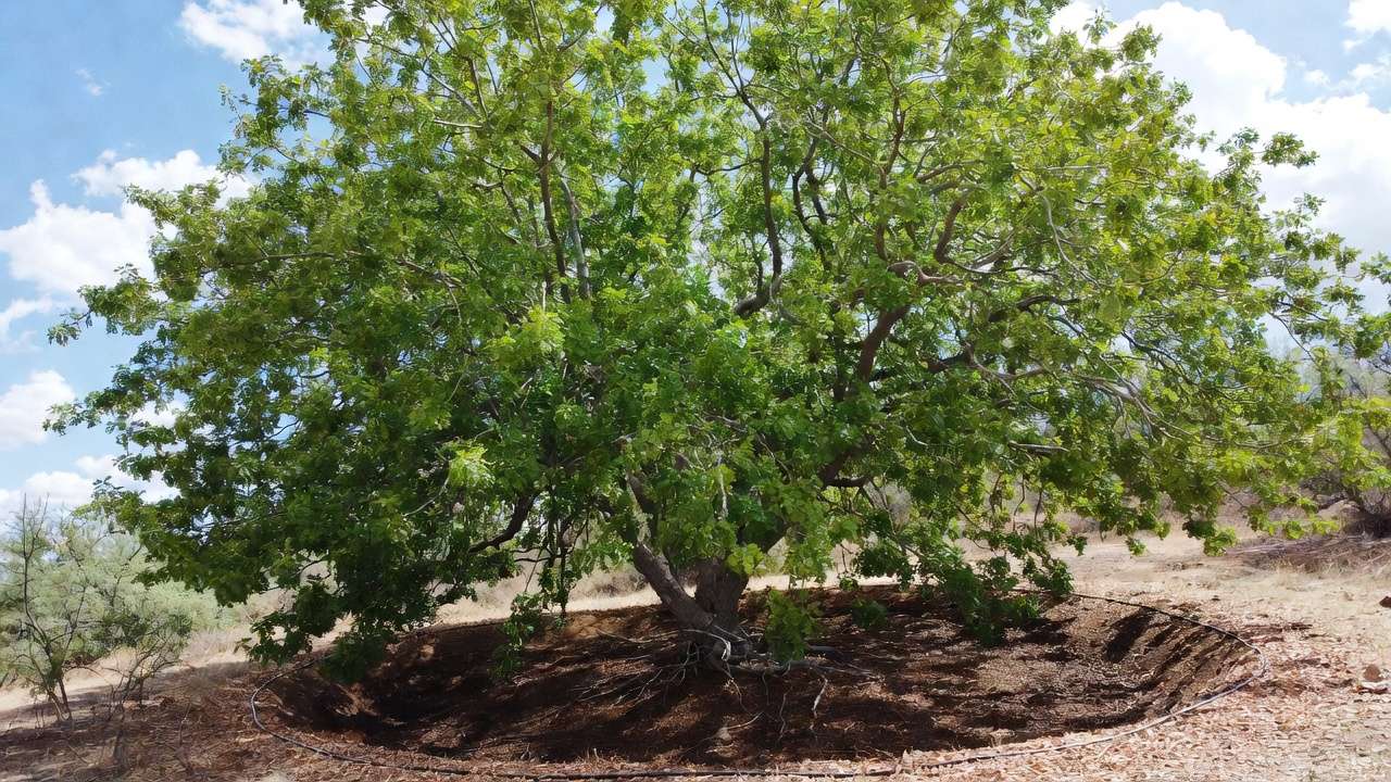 Mature tree with watering basin and mulch for deep summer watering in varying regional conditions