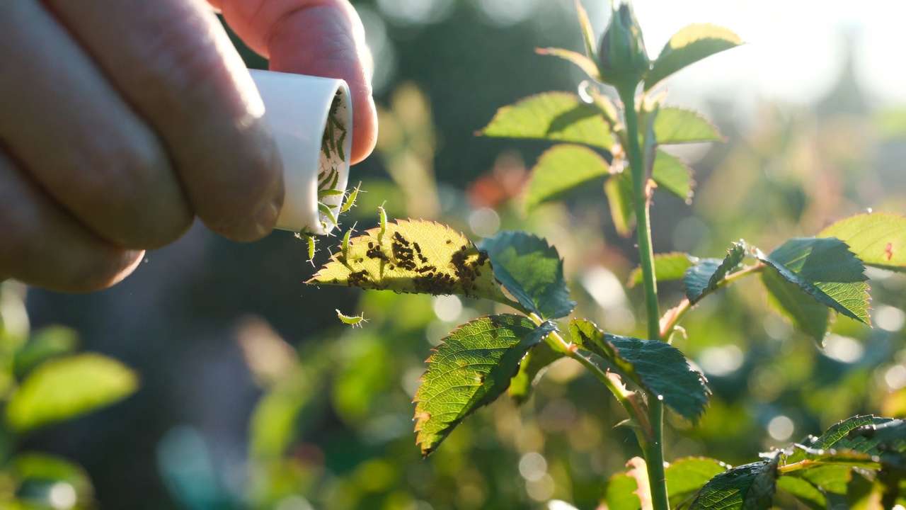 Release Rates & Application Best Practices