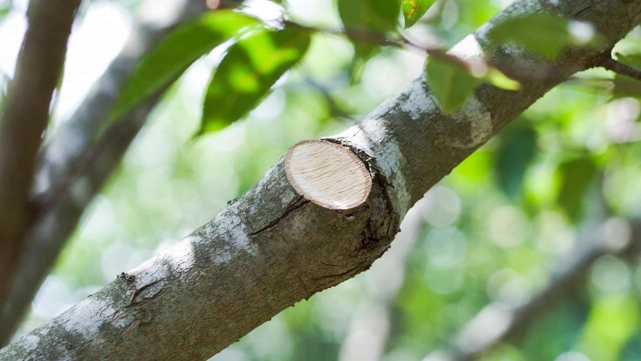 Proper pruning cut just outside branch collar on tree for dead branch removal