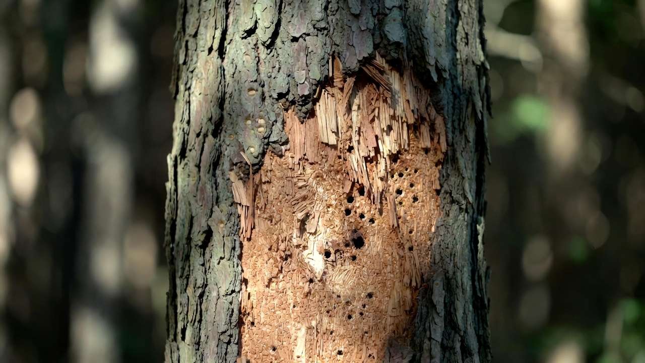 Woodpecker peck marks and shredded bark on tree trunk revealing hidden insect larvae damage
