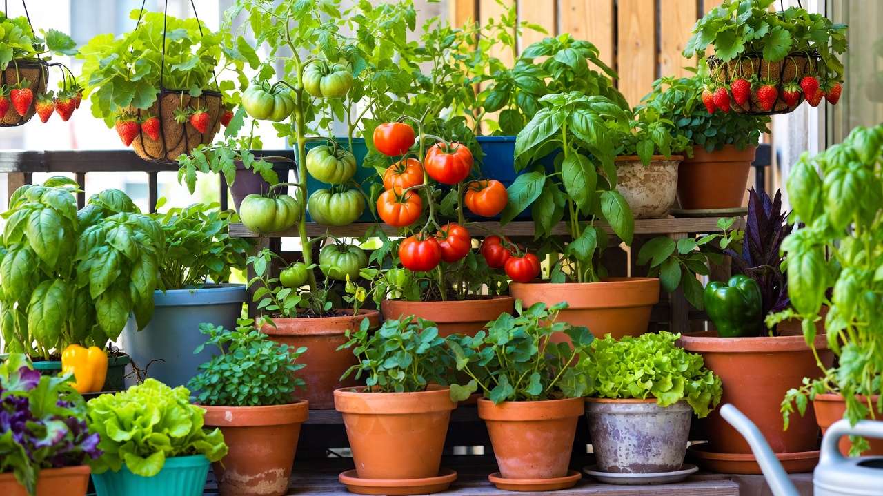 Young seedlings in fine sterile homemade seed starting potting mix in trays for successful container gardening