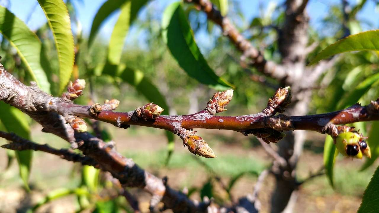 Peach branch with anthracnose showing twig blight, cankers, and fruit lesions – symptoms on stone fruit trees