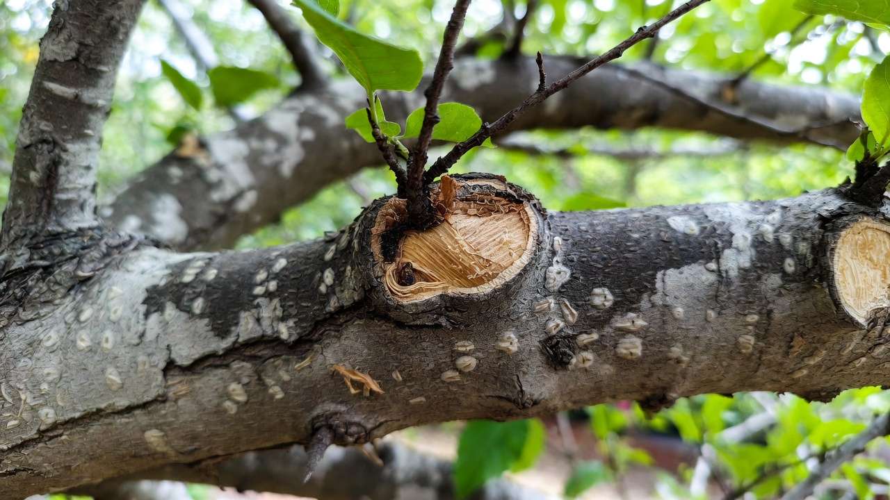Tree pruning wound showing callus formation and early healing progress after months