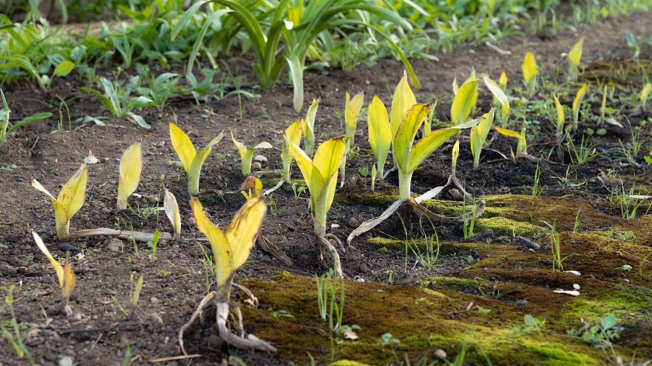 Signs of acidic soil in garden including yellow leaves chlorosis and moss growth before lime application.