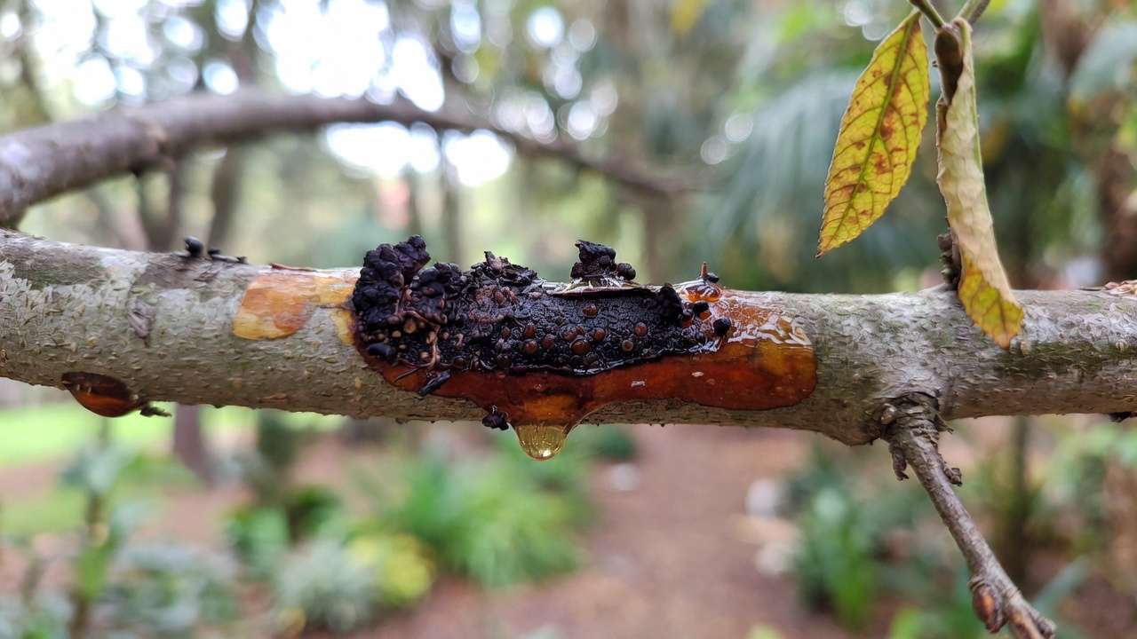 Diseased tree branch showing canker, fungal growth, and oozing sap as common signs of tree illness