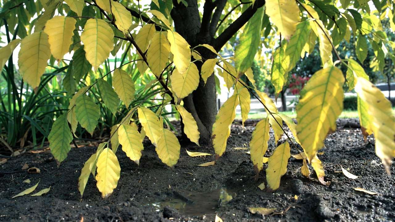 Overwatered tree with yellowing leaves and soggy soil indicating root issues in summer